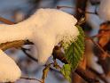 2010-11-30, erster Schnee (4)
